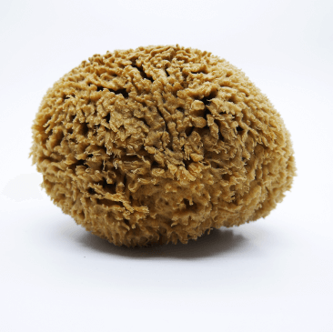 jk janik kozmetika sfunga spongia